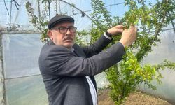 SİNOPLU ÇİFTÇİDEN AŞIRI DON OLAYI SONRASI AÇIKLAMA