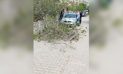 ARACIN ÜSTÜNE DÜŞEN AĞAÇ MADDİ HASAR OLUŞTURDU