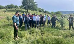 SİNOP’TA DELİCE ZEYTİNLERİ AŞILANARAK EKONOMİYE KAZANDIRILIYOR