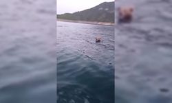 SİNOP’TA YÜZEN AYI GÖRÜNTÜLENDİ