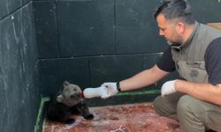 ÖKSÜZ AYI SİNOP’TA KURTARILDI, HAYATINA ZONGULDAK’TA DEVAM EDECEK