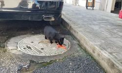 BALIKÇI TEZGAHI ÖNÜNDE BEKLEYEN KEDİLER MÜKÂFATINI ALDI