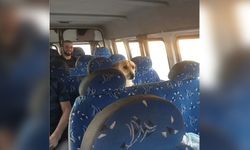SİNOP’TA MİNİBÜS YOLCULUĞUNA ÇIKAN KÖPEK YOLCULARI GÜLDÜRDÜ