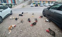 EEVİNİN ÖNÜNDEKİ CAN DOSTLARINI HER SABAH BESLİYOR