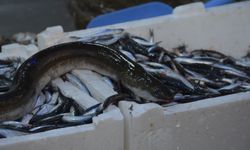 KARADENİZ’DE NADİR GÖRÜLEN YILAN BALIĞI YAKALANDI