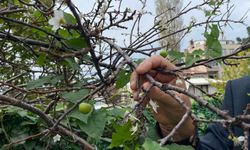 ERİK AĞACI KASIM AYINDA ÇİÇEK VE MEYVE VERDİ