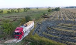 SİNOP’TA ÇELTİK HASADI TAMAMLANDI