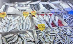 SİNOP TEZGÂHLARINDA TORİK BOLLUĞU