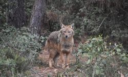 AKLİMAN’DA GÖRÜLEN ÇAKAL TAVIRLARIYLA HAYRETE DÜŞÜRDÜ