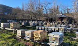 SİNOP’TA SOĞUK HAVA ARICILIĞI OLUMSUZ ETKİLİYOR