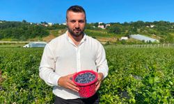 SİNOP'TA YABAN MERSİNİ HASADI BAŞLADI
