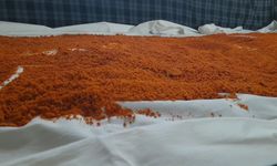 SİNOP'TA KADINLARIN TARHANA MESAİSİ BAŞLADI