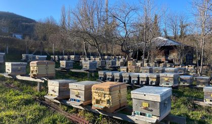 SİNOP’TA SOĞUK HAVA ARICILIĞI OLUMSUZ ETKİLİYOR