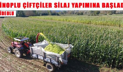 Sinoplu çiftçiler silaj yapımına başladı