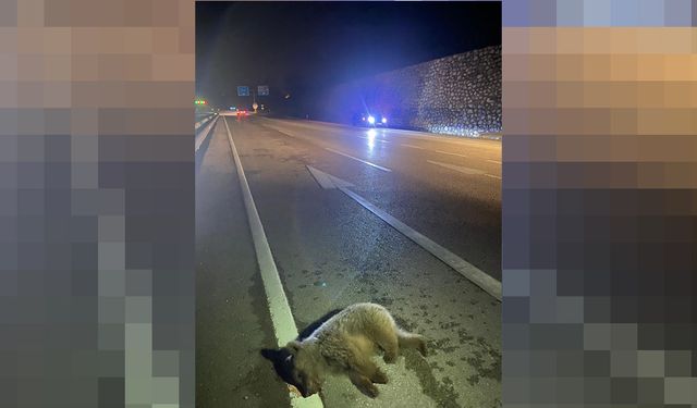 SİNOP’TA ARACIN ÇARPTIĞI AYI TELEF OLDU