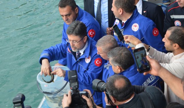SİNOP’TA 11 BİN MERSİN BALIĞI DENİZE SALINDI