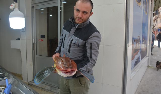 SİNOP’TA 5 KİLOGRAMLIK KIRLANGIÇ BALIĞI  YAKALANDI