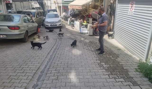 KENDİ İMKANLARIYLA YAKLAŞIK 20 KEDİ BESLİYOR