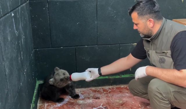 ÖKSÜZ AYI SİNOP’TA KURTARILDI, HAYATINA ZONGULDAK’TA DEVAM EDECEK