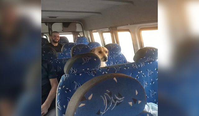 SİNOP’TA MİNİBÜS YOLCULUĞUNA ÇIKAN KÖPEK YOLCULARI GÜLDÜRDÜ