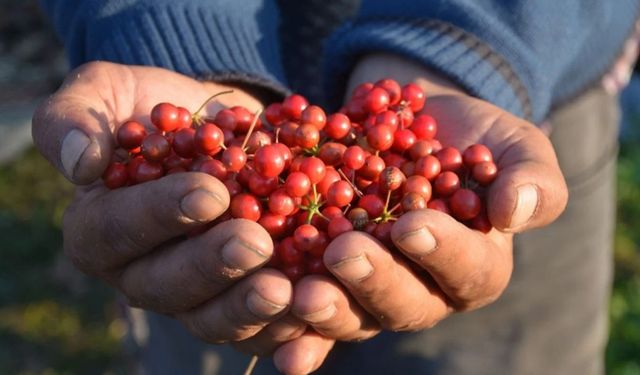 SİNOP’TA KOKİNA MESAİSİ