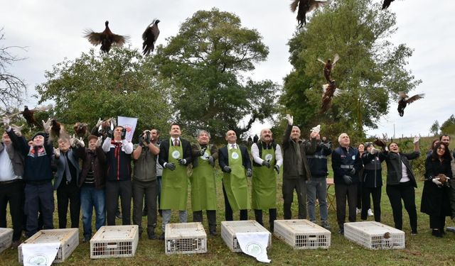 SİNOP’TA 250 SÜLÜN KUŞU DOĞAYA BIRAKILDI