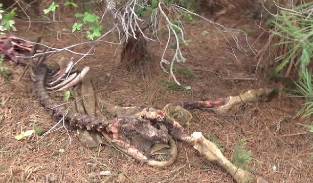 SİNOP’TA ŞÜPHELİ HAYVAN ÖLÜMÜ