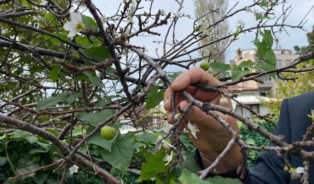 ERİK AĞACI KASIM AYINDA ÇİÇEK VE MEYVE VERDİ