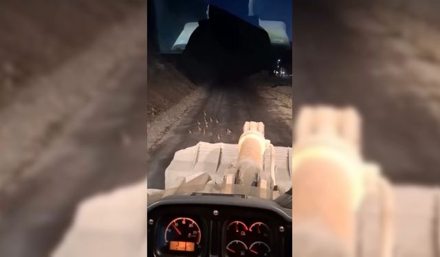 KEKLİK YAVRULARINI FARK EDİNCE ÇALIŞMASINI DURDURDU