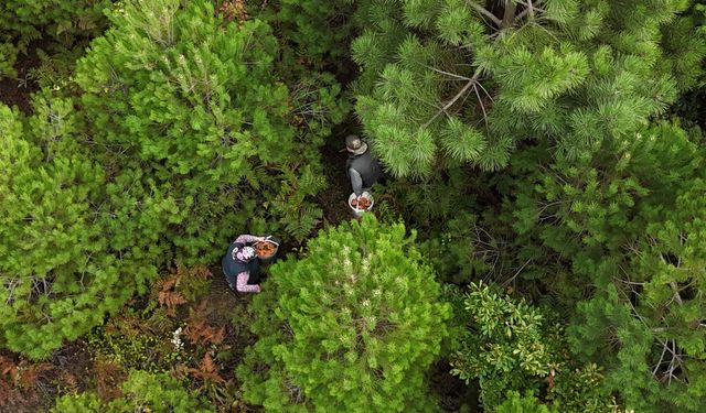 MANTAR TOPLAYAN VATANDAŞLAR DRONE İLE GÖRÜNTÜLENDİ