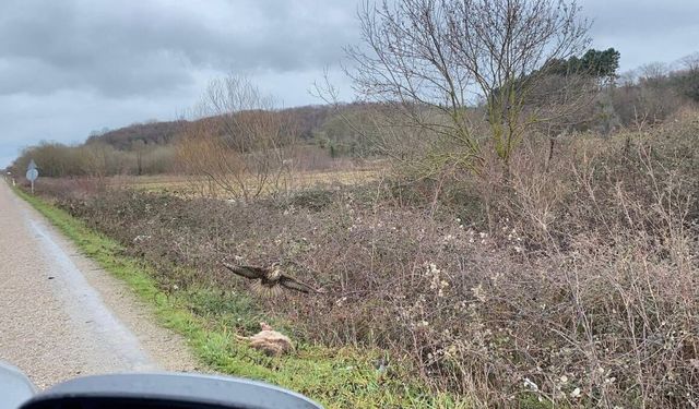 MERTOĞLU MEVKİİNDE HAYVAN ÖLÜMLERİ ARTIYOR