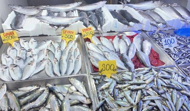 SİNOP TEZGÂHLARINDA TORİK BOLLUĞU