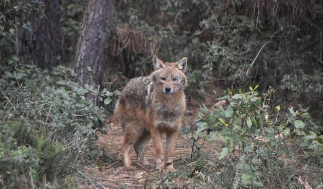 AKLİMAN’DA GÖRÜLEN ÇAKAL TAVIRLARIYLA HAYRETE DÜŞÜRDÜ
