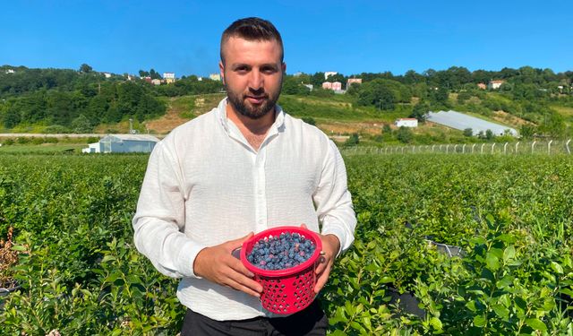 SİNOP'TA YABAN MERSİNİ HASADI BAŞLADI