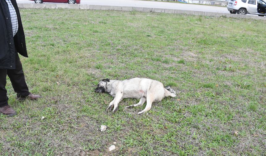ARACIN ÇARPTIĞI KÖPEK TELEF OLDU