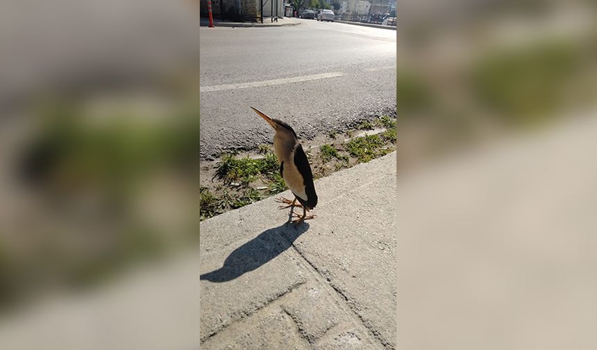 SİNOP’TA NESLİ TÜKENMEKTE OLAN BALABAN KUŞU GÖRÜLDÜ