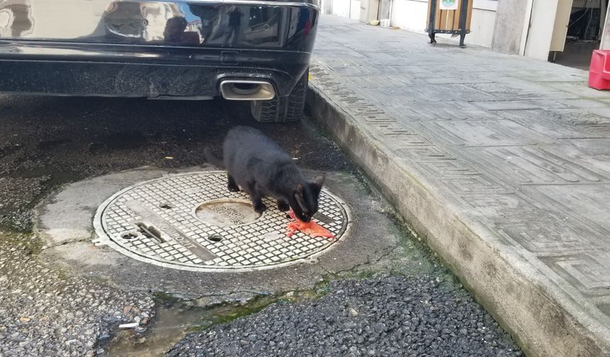 BALIKÇI TEZGAHI ÖNÜNDE BEKLEYEN KEDİLER MÜKÂFATINI ALDI
