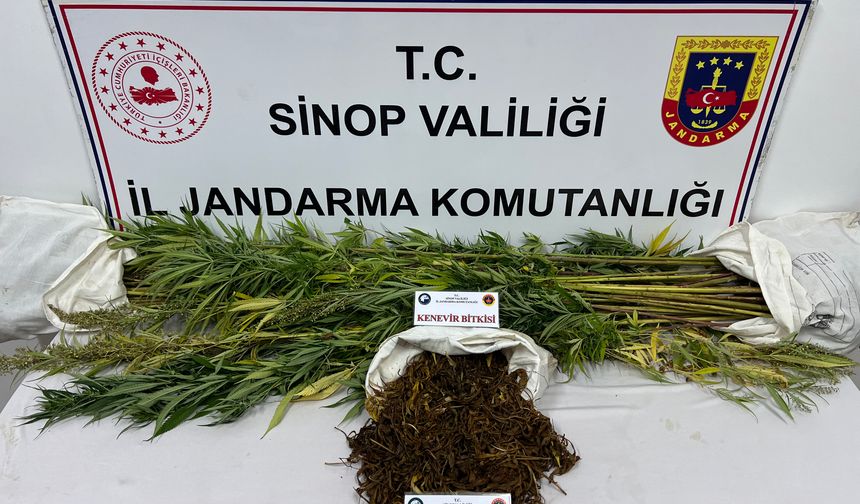 SİNOP’TA 425 GRAM KUBAR ESRAR VE 56 KÖK KENEVİR BİTKİSİ ELE GEÇİRİLDİ