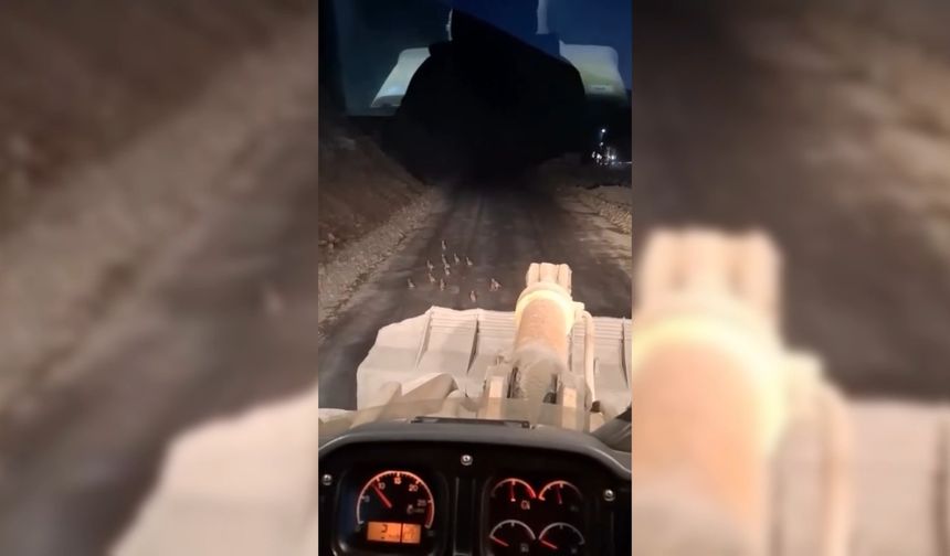 KEKLİK YAVRULARINI FARK EDİNCE ÇALIŞMASINI DURDURDU