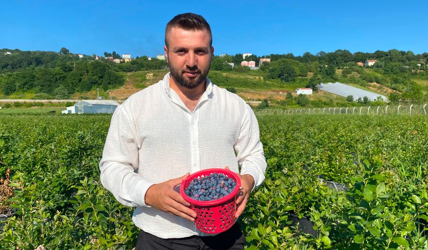 SİNOP'TA YABAN MERSİNİ HASADI BAŞLADI